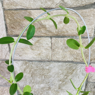 Hoya cummingiana (büyük boy)