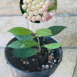 Hoya rebecca 