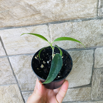 Hoya burmanica 
