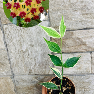 Hoya polynuera variegate