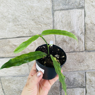 Hoya Amriata 