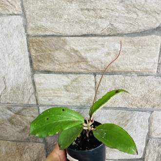 Hoya erythrina nara purple 