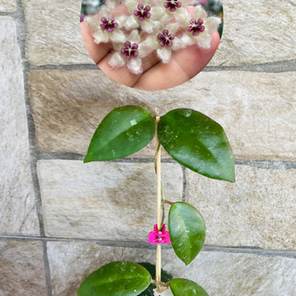 Hoya caudata sumatra 