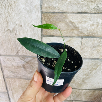 Hoya wallichii ssp tenebrosa slm 02