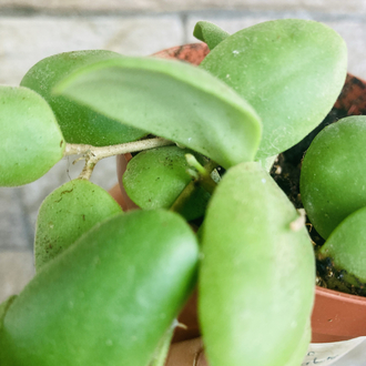 Hoya brevialata 