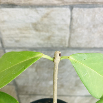 Hoya ut 030