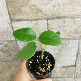 Hoya gigas