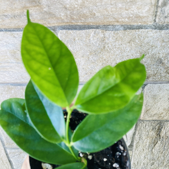 Hoya campanulata 