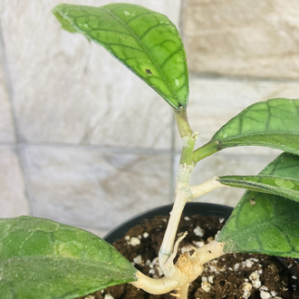 Hoya finlaysonii 