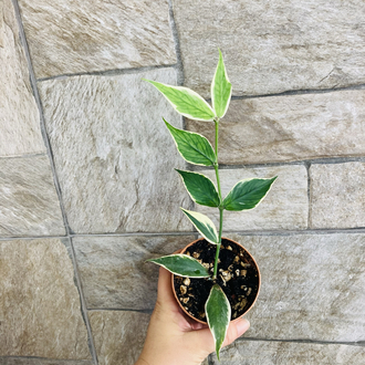 Hoya polynuera variegate