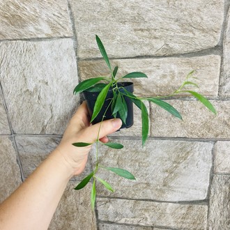 Hoya odettea x tsangii