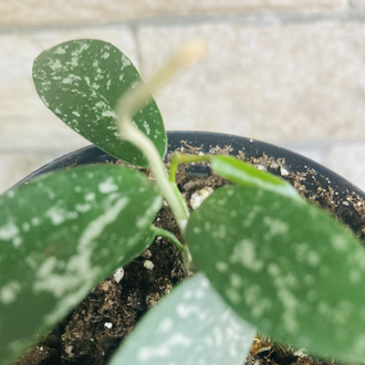 Hoya hon thom