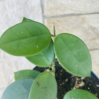 Hoya cv chouke 