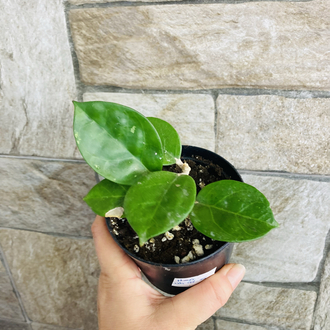 Hoya uh 03-05