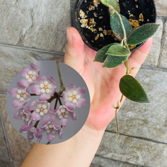 Hoya thomsonii pink