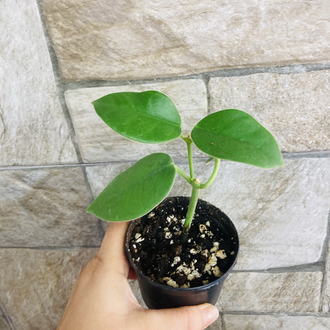 Hoya gigas