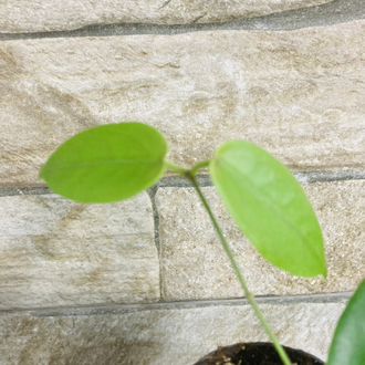 Hoya inflata 