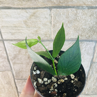 Hoya polynuera
