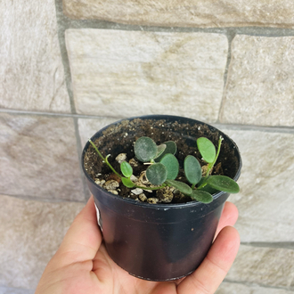 Hoya serpens 