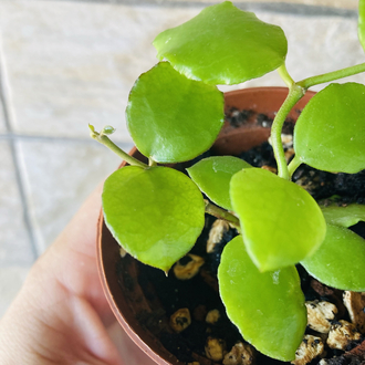 Hoya endauensis