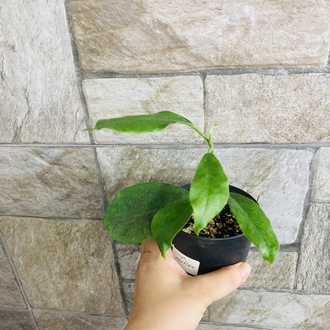 Hoya albiflora