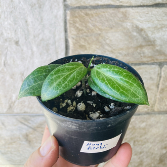 Hoya fitchii