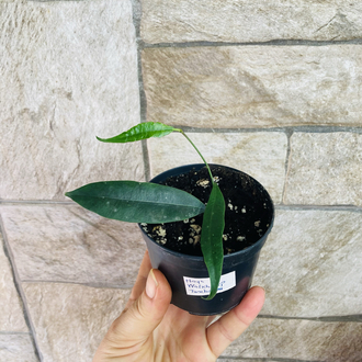 Hoya wallichii ssp tenebrosa slm 02