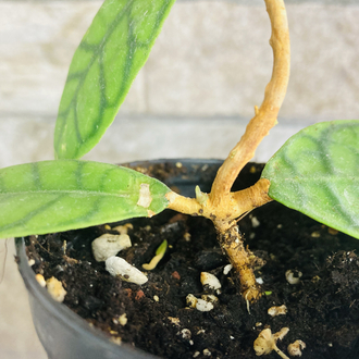 Hoya callistophylla 