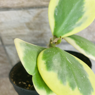 Hoya kerrii
