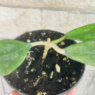 Hoya sp germany