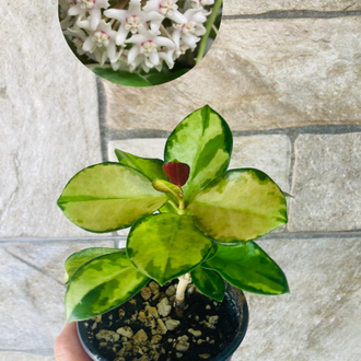 Hoya australis lisa 