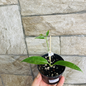 Hoya chloroleuca 