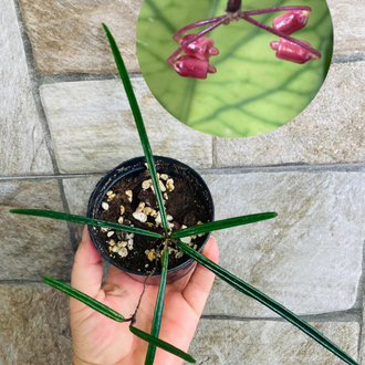Hoya İnsularis 