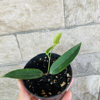 Hoya surisana orange 
