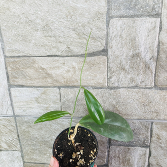 Hoya incarssata