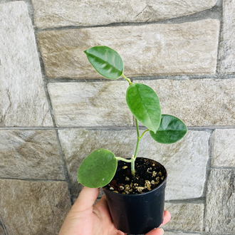 Hoya lautarbahii