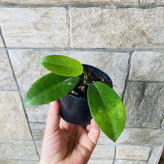 Hoya vitiensis