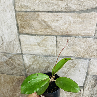 Hoya erythrina nara purple 