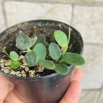 Hoya serpens 