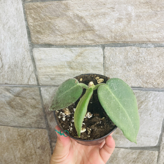 Hoya calycina stargezer 