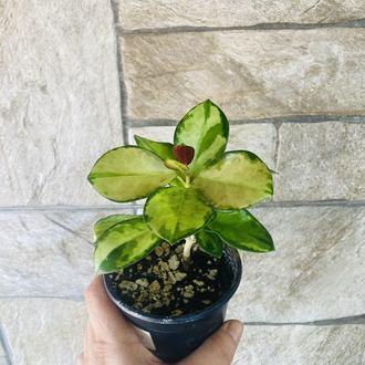 Hoya australis lisa 