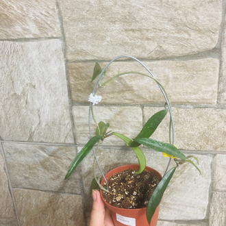 Hoya mini belle