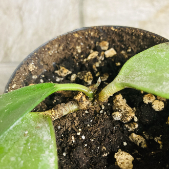Hoya benchaii