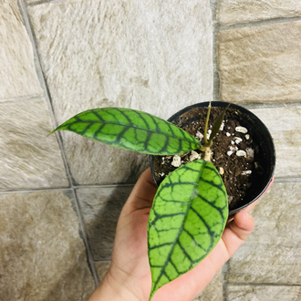Hoya callistophylla cal 16