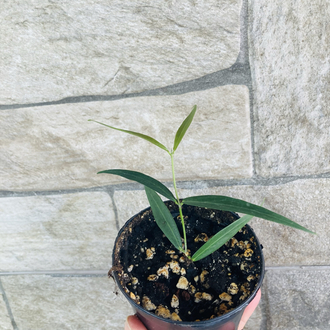Hoya paradisiae