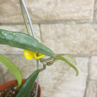 Hoya mini belle
