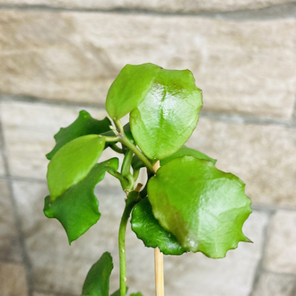 Hoya endauensis