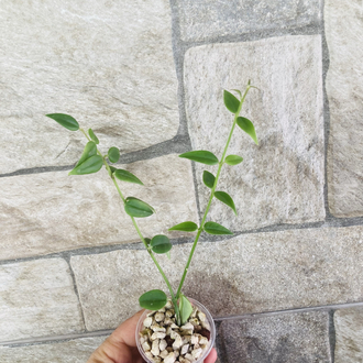Hoya bella variegate 