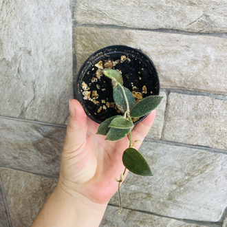 Hoya thomsonii pink