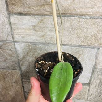 Hoya cinnamomifolia 